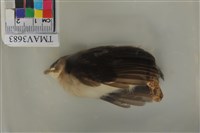 藏品(白頭翁)的圖片